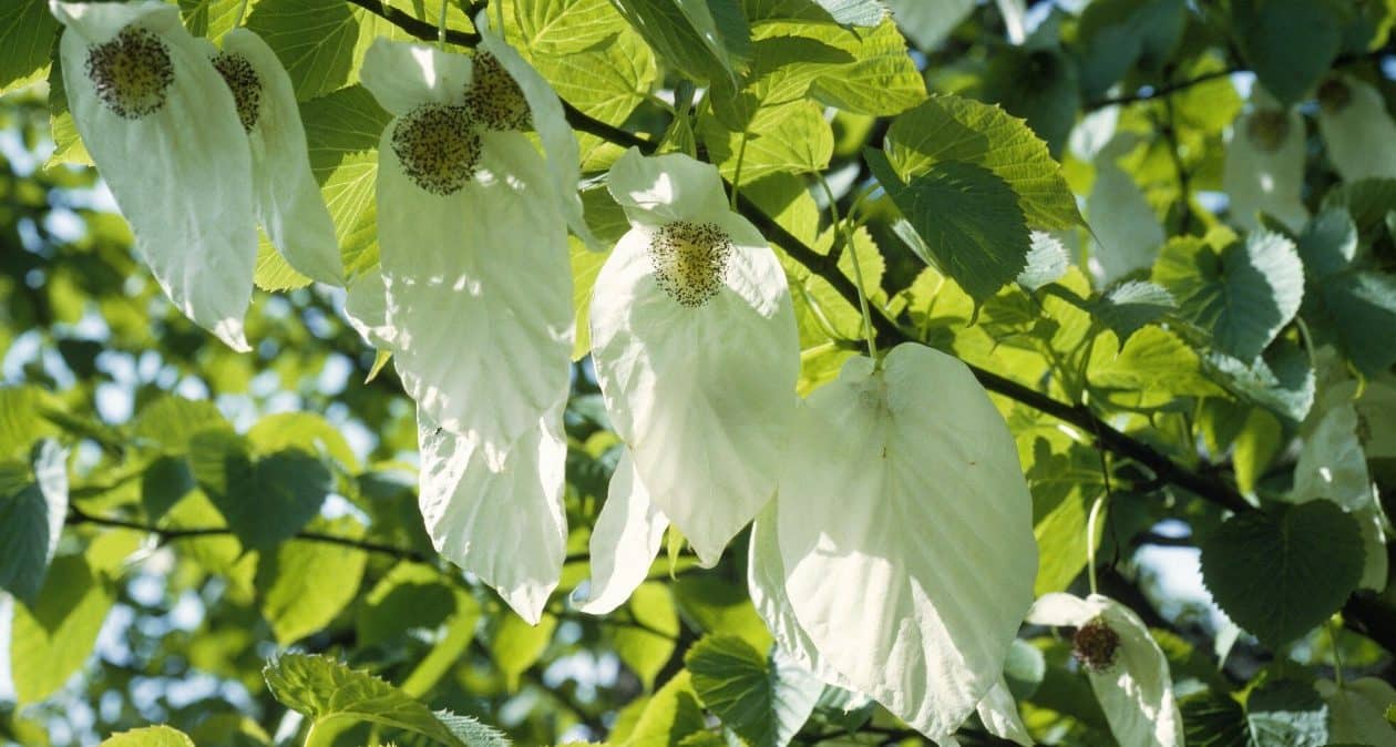 Zasaďte si do záhrady stromček z vreckovky. Budete plakať od rozkoše