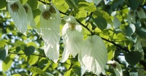 Zasaďte si do záhrady stromček z vreckovky. Budete plakať od rozkoše