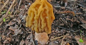 Vidíte takéto huby v lese? Nezbierajte ich, inak za ne draho zaplatíte