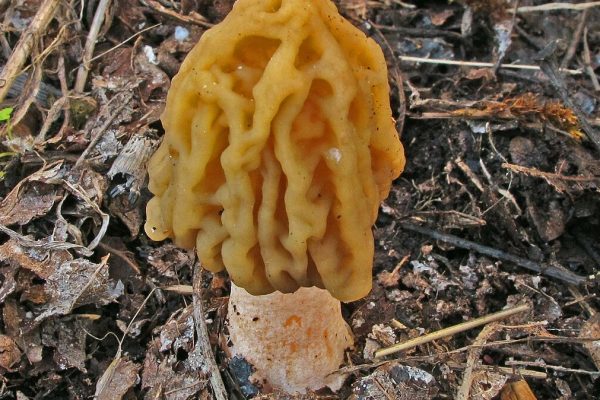 Vidíte takéto huby v lese? Nezbierajte ich, inak za ne draho zaplatíte