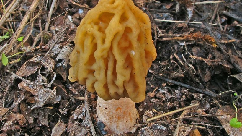 Vidíte takéto huby v lese? Nezbierajte ich, inak za ne draho zaplatíte