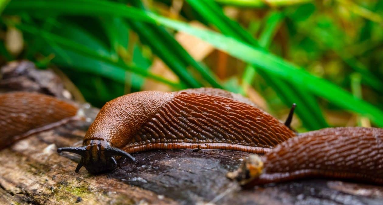 Nasypte ho okolo záhonov a slimáky sa cez neho nedostanú. Určite ho máte v kuchyni