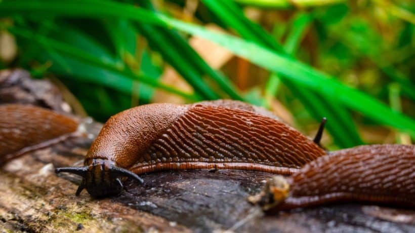 Nasypte ho okolo záhonov a slimáky sa cez neho nedostanú. Určite ho máte v kuchyni