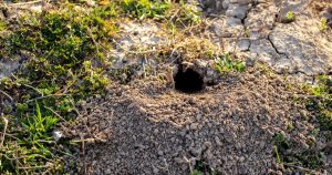 Takto sa zbavíte tyrkysových chrobákov z vašej záhrady. Táto zmes je spoľahlivá