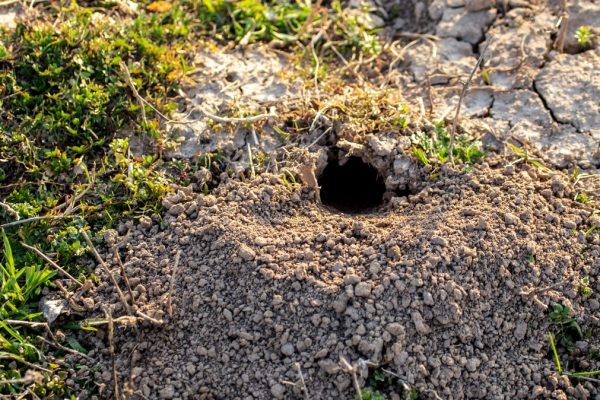 Takto sa zbavíte tyrkysových chrobákov z vašej záhrady. Táto zmes je spoľahlivá
