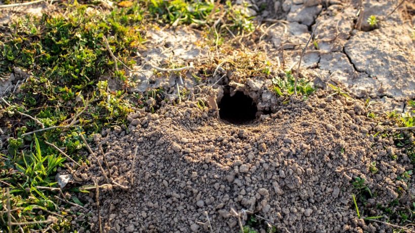 Takto sa zbavíte tyrkysových chrobákov z vašej záhrady. Táto zmes je spoľahlivá