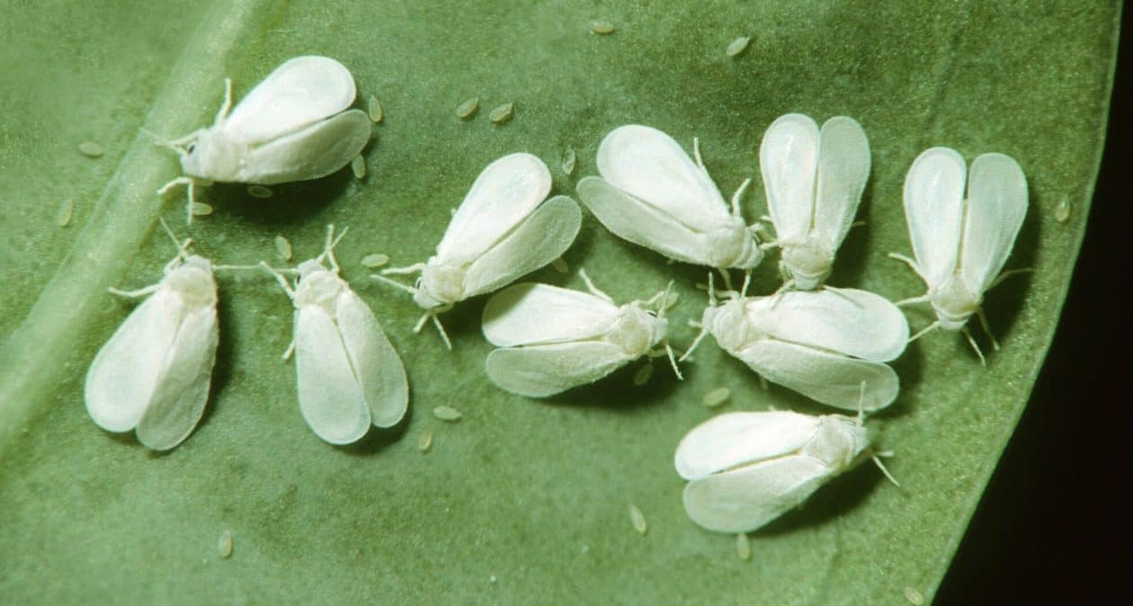 Živia sa biele muchy uhorkami a paradajkami? Takto sa ich zbavíte