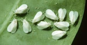 Živia sa biele muchy uhorkami a paradajkami? Takto sa ich zbavíte