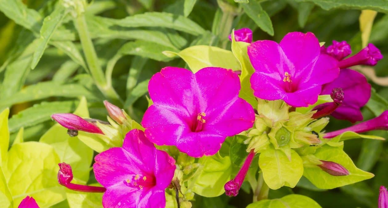 Kvitne v noci a vonia ako parfum. Neprejdete okolo tejto rastliny ľahostajne