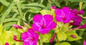 Kvitne v noci a vonia ako parfum. Neprejdete okolo tejto rastliny ľahostajne