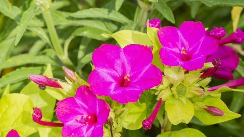 Kvitne v noci a vonia ako parfum. Neprejdete okolo tejto rastliny ľahostajne