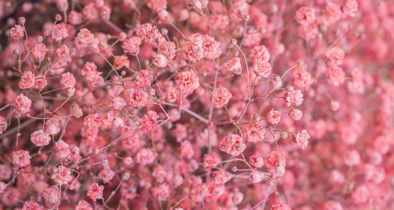 Omietka vydrží vo váze aj niekoľko mesiacov. Jediné, čo musíte urobiť, je urobiť to