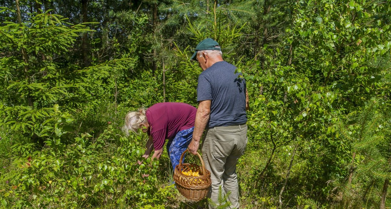 Jarný zber húb. Tieto exempláre teraz nájdete v lese