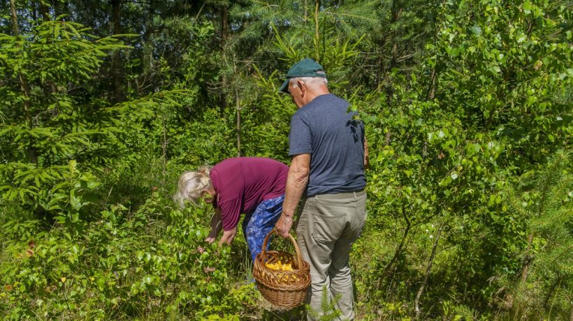 Jarný zber húb. Tieto exempláre teraz nájdete v lese