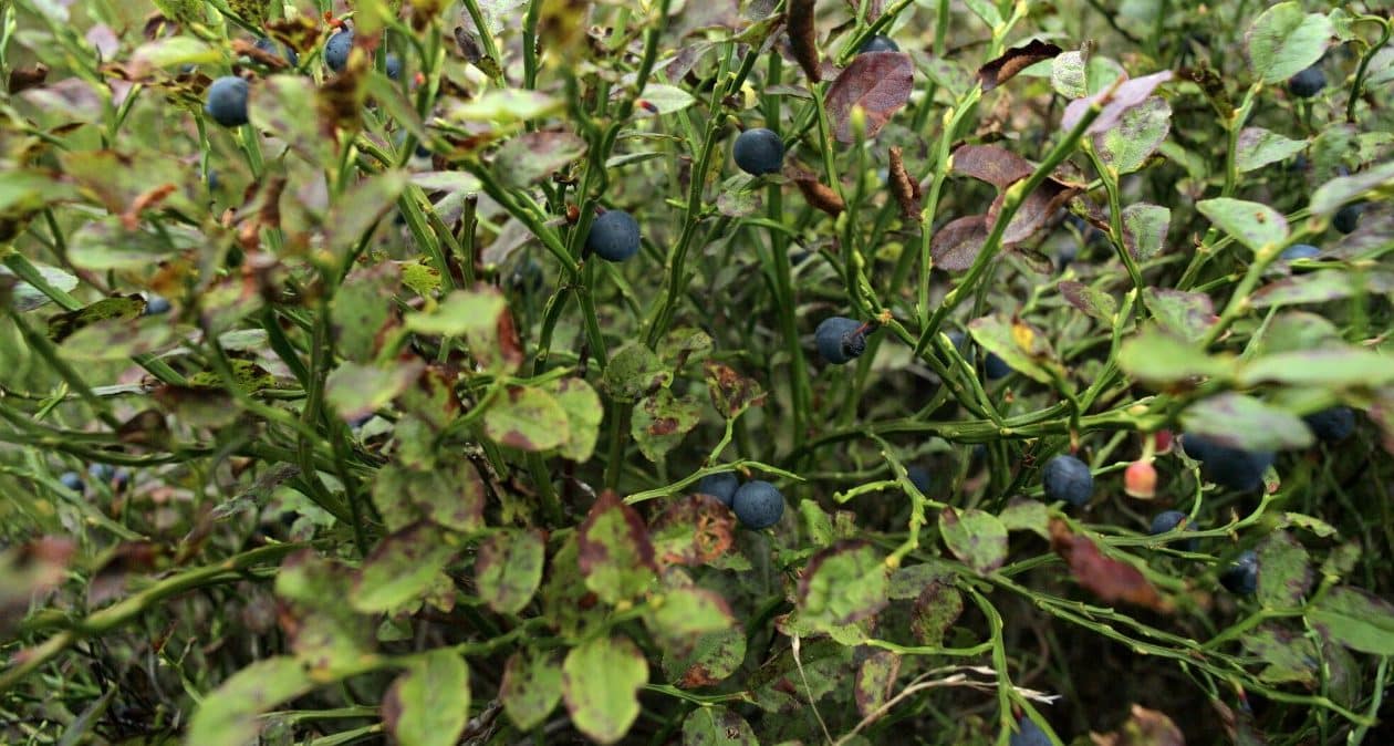 Bobule sú chutné ako z lesa. Aj takto si môžete vo svojej záhrade vypestovať čučoriedky