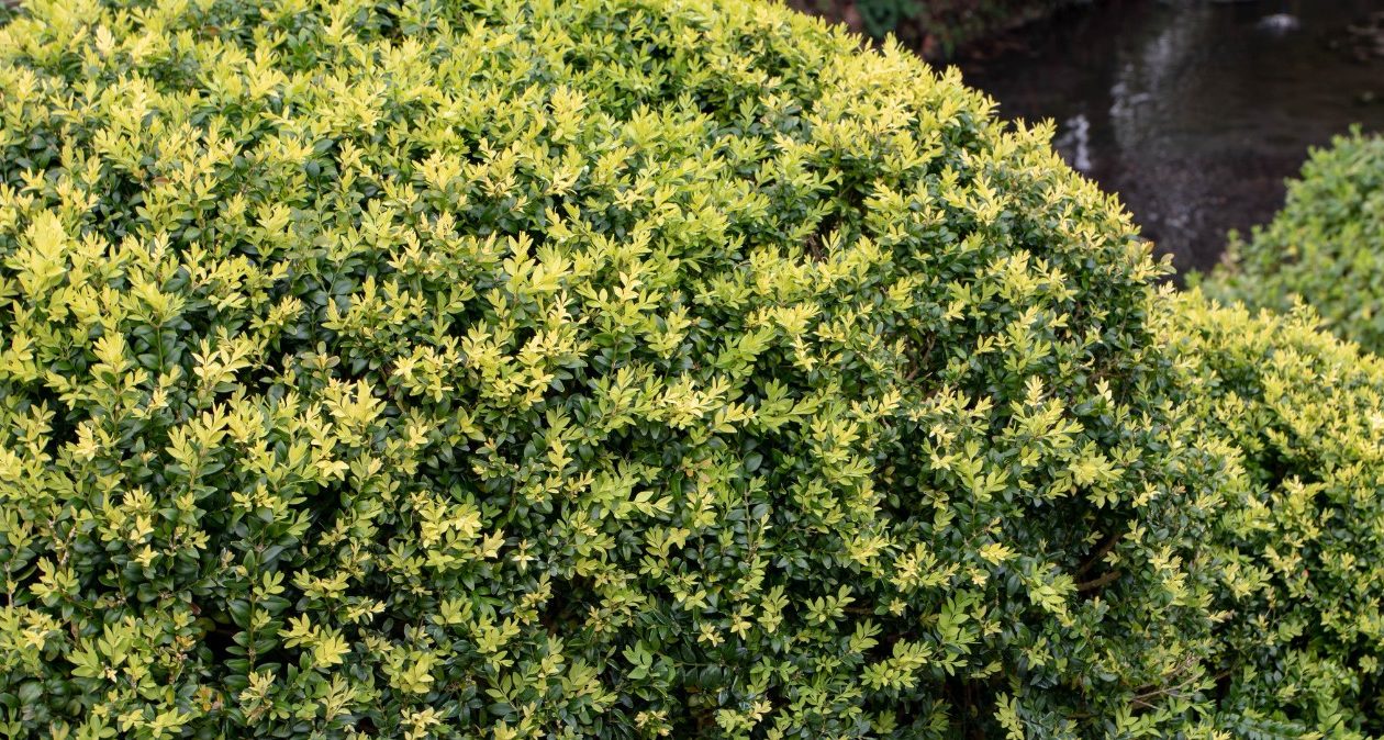 Už vás nebaví buxusový mol? Namiesto buxusu vysaďte tento odolný ker