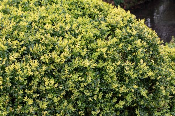 Už vás nebaví buxusový mol? Namiesto buxusu vysaďte tento odolný ker