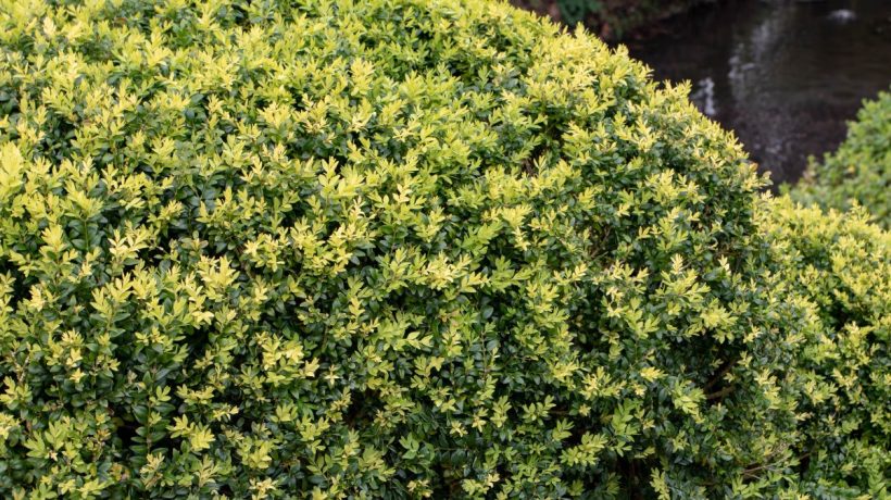 Už vás nebaví buxusový mol? Namiesto buxusu vysaďte tento odolný ker