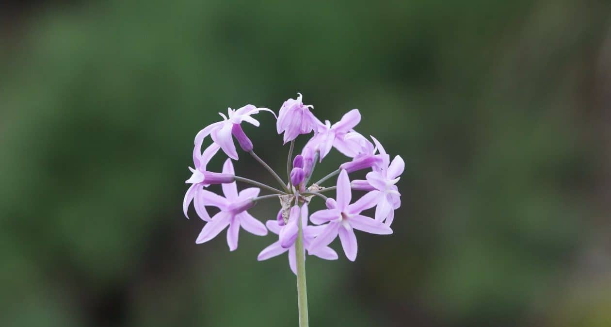 Bohato kvitne a odpudzuje hraboše. Vždy ho mám v záhrade