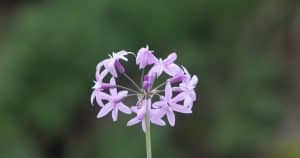 Bohato kvitne a odpudzuje hraboše. Vždy ho mám v záhrade