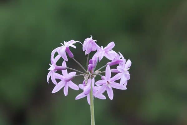 Bohato kvitne a odpudzuje hraboše. Vždy ho mám v záhrade