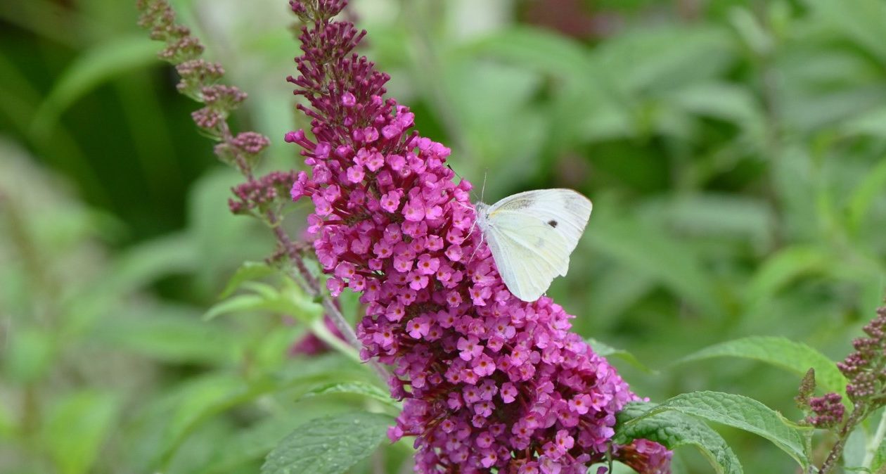 Kvitne až do jesene. Vonia božsky a priťahuje motýle