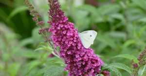 Kvitne až do jesene. Vonia božsky a priťahuje motýle