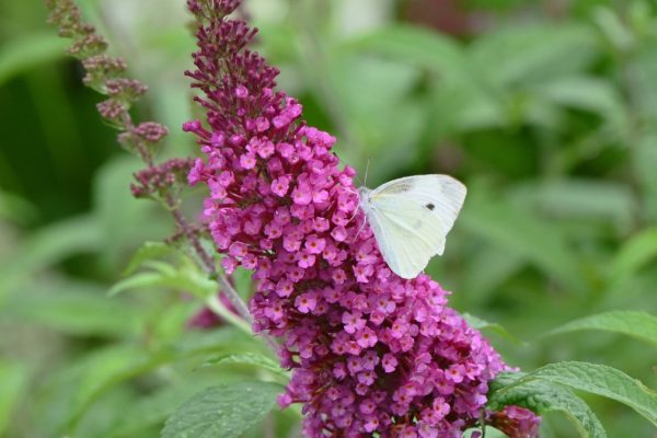 Kvitne až do jesene. Vonia božsky a priťahuje motýle