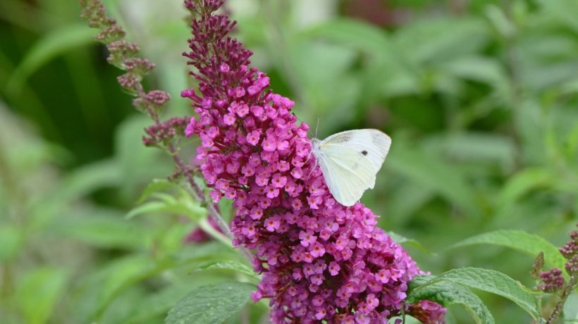 Kvitne až do jesene. Vonia božsky a priťahuje motýle