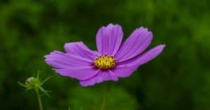 Tieto kvety sejem v máji. Vonia ako čokoláda a majú úžasné meno.