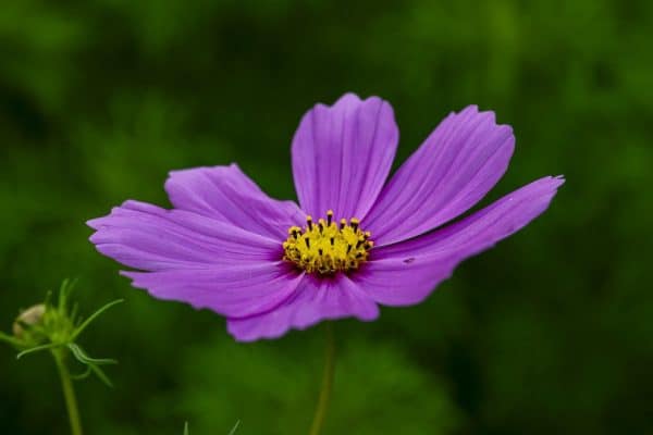Tieto kvety sejem v máji. Vonia ako čokoláda a majú úžasné meno.