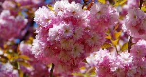 Mandľovník nechce kvitnúť? Prídelový záhradník radí, ako mu pomôcť