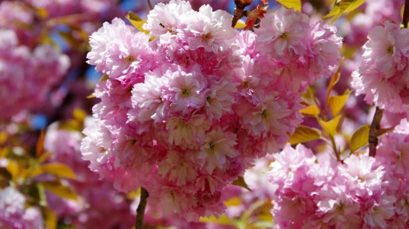 Mandľovník nechce kvitnúť? Prídelový záhradník radí, ako mu pomôcť