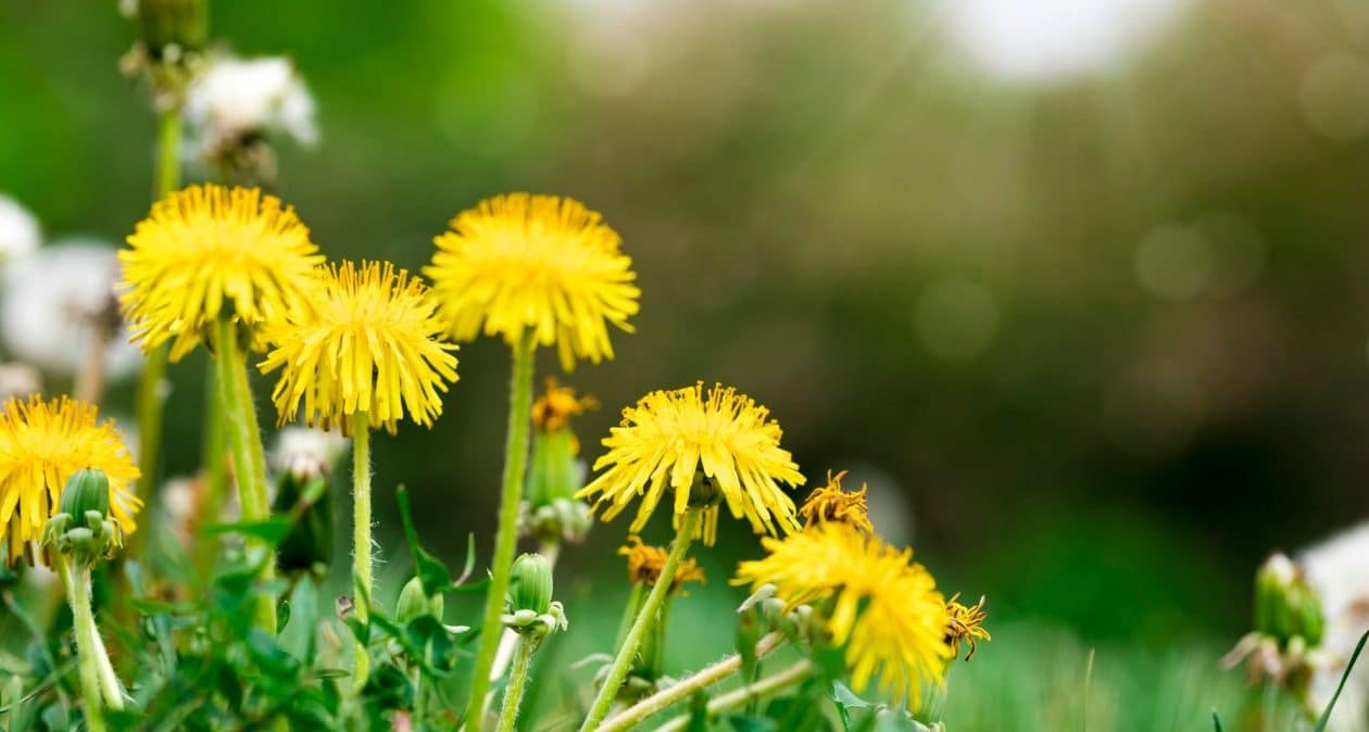 Mnohí si myslia, že je to burina. Pomáha stukovateniu pečene