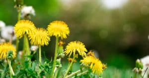 Mnohí si myslia, že je to burina. Pomáha stukovateniu pečene