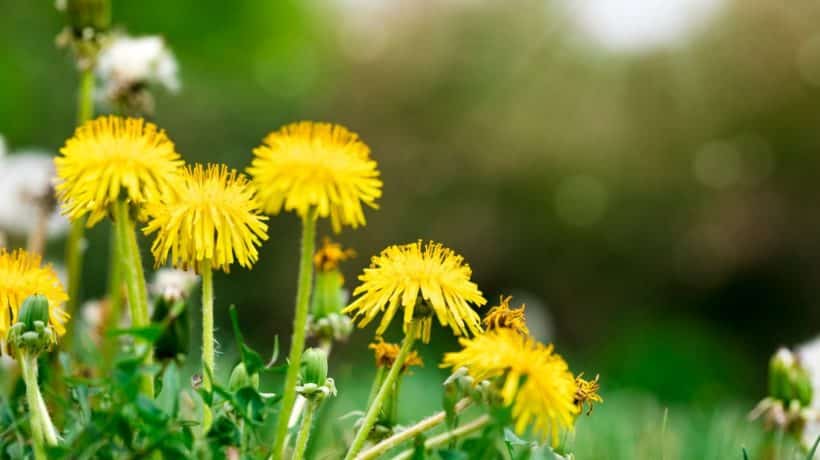 Mnohí si myslia, že je to burina. Pomáha stukovateniu pečene